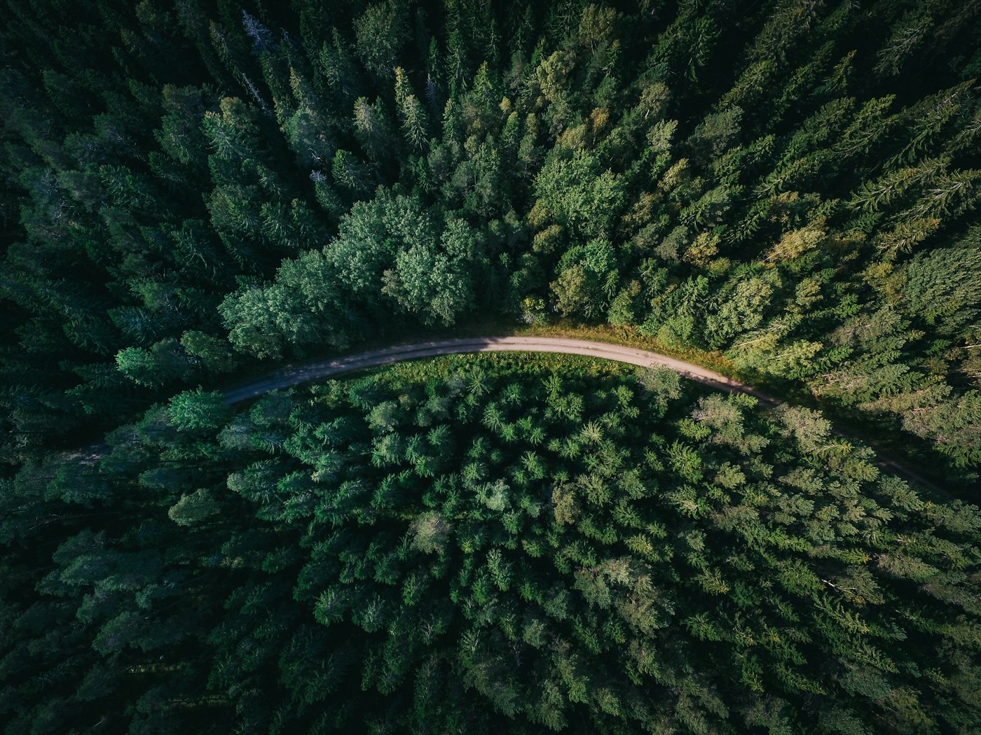 Luftaufnahme eines Waldwegs, der sich durch dichten Nadelwald schlängelt