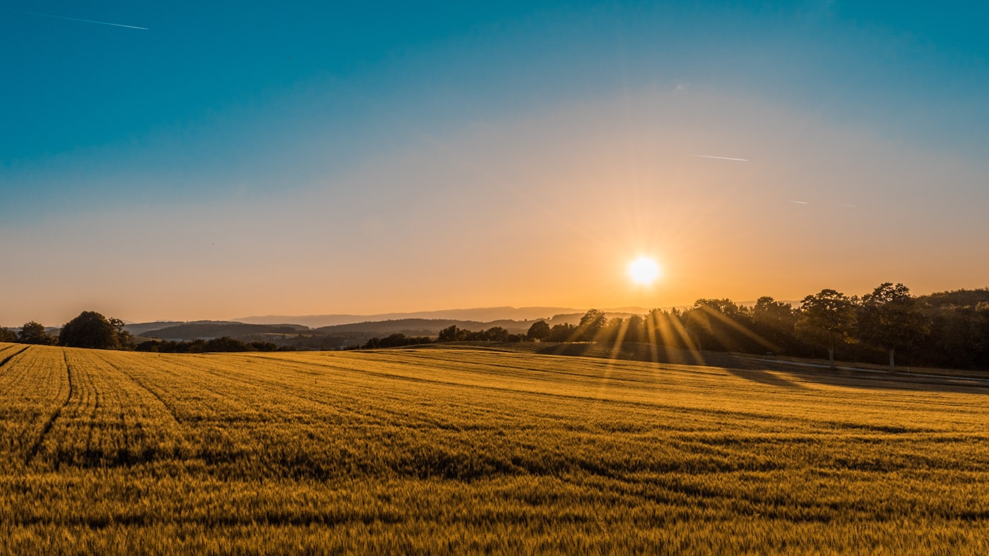 Goldenes Getreidefeld im Abendlicht kurz vor der Ernte