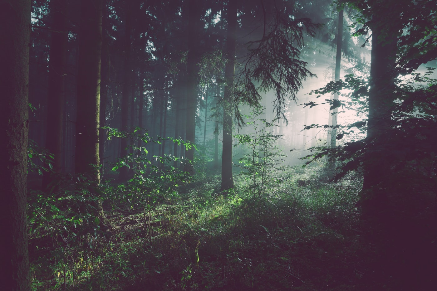Nadelwald im Morgennebel mit Lichtstrahlen zwischen den Bäumen
