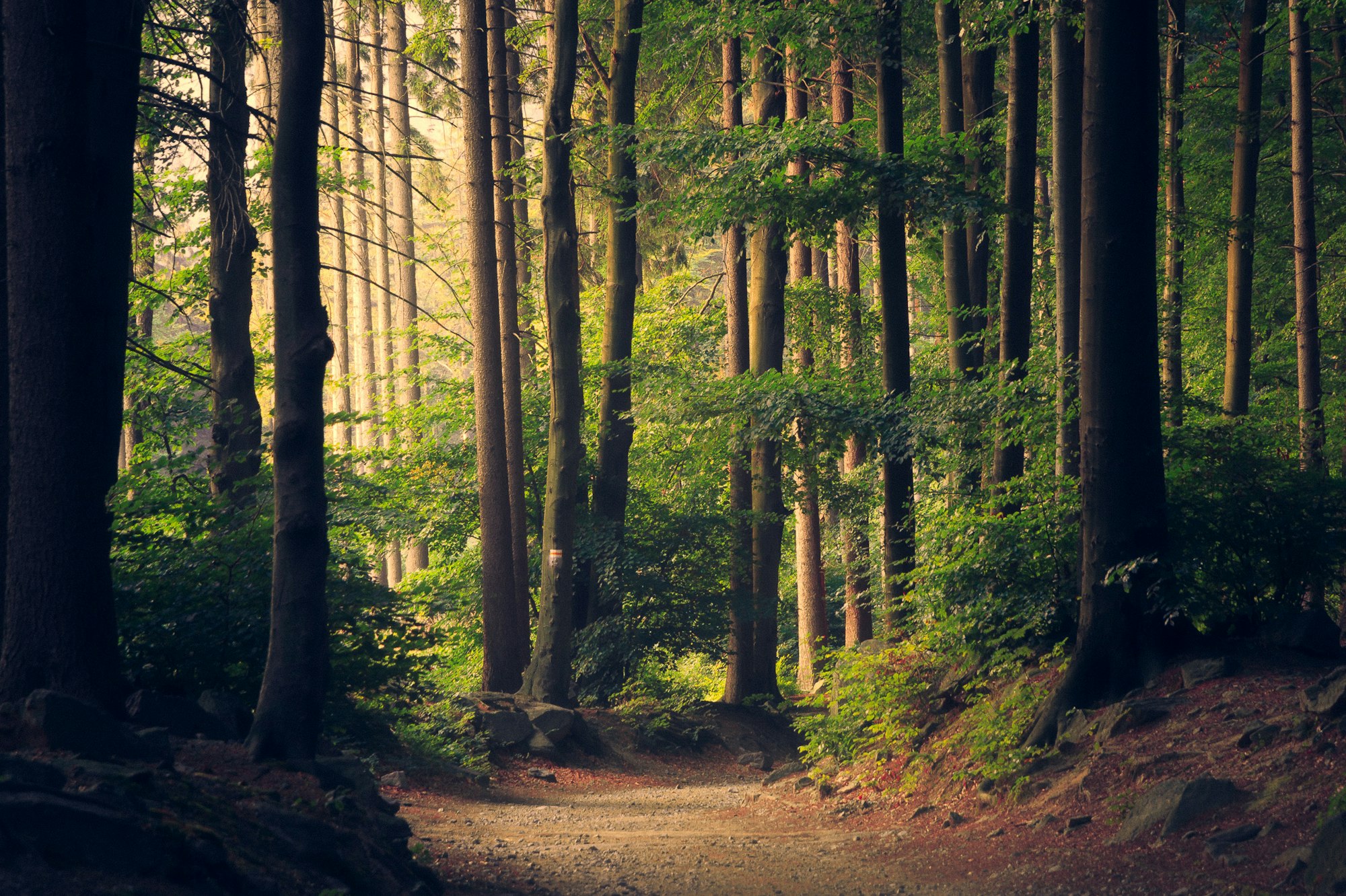 Sonnendurchfluteter Laubwald mit Waldweg, wie er für die Waldflächen im Münsterland typisch ist